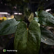 Anthurium 'NSE dressleri' x (papillilaminum 'RL' s1)