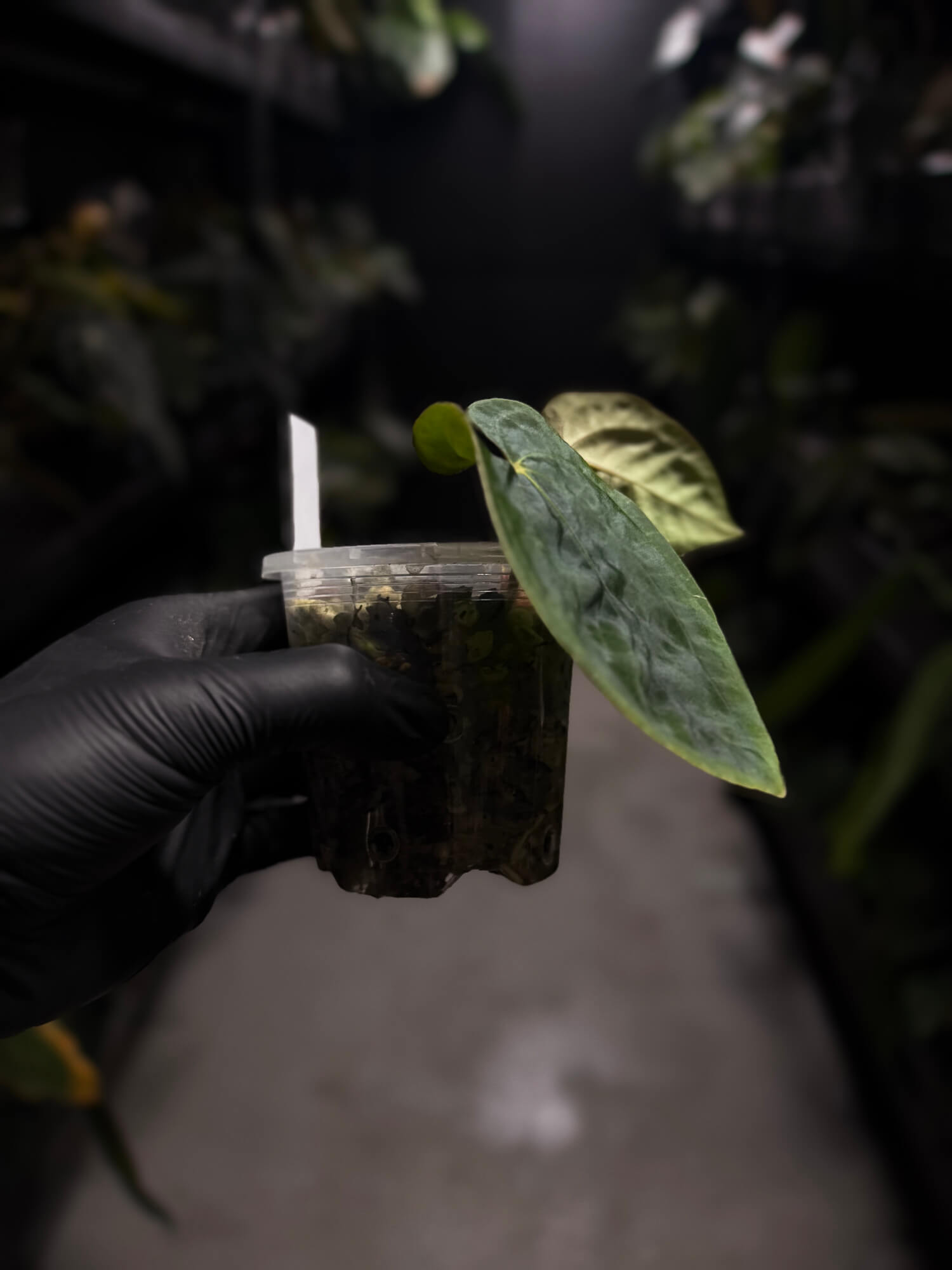Anthurium 'Bloodmoon' x (papillilaminum x dressleri)