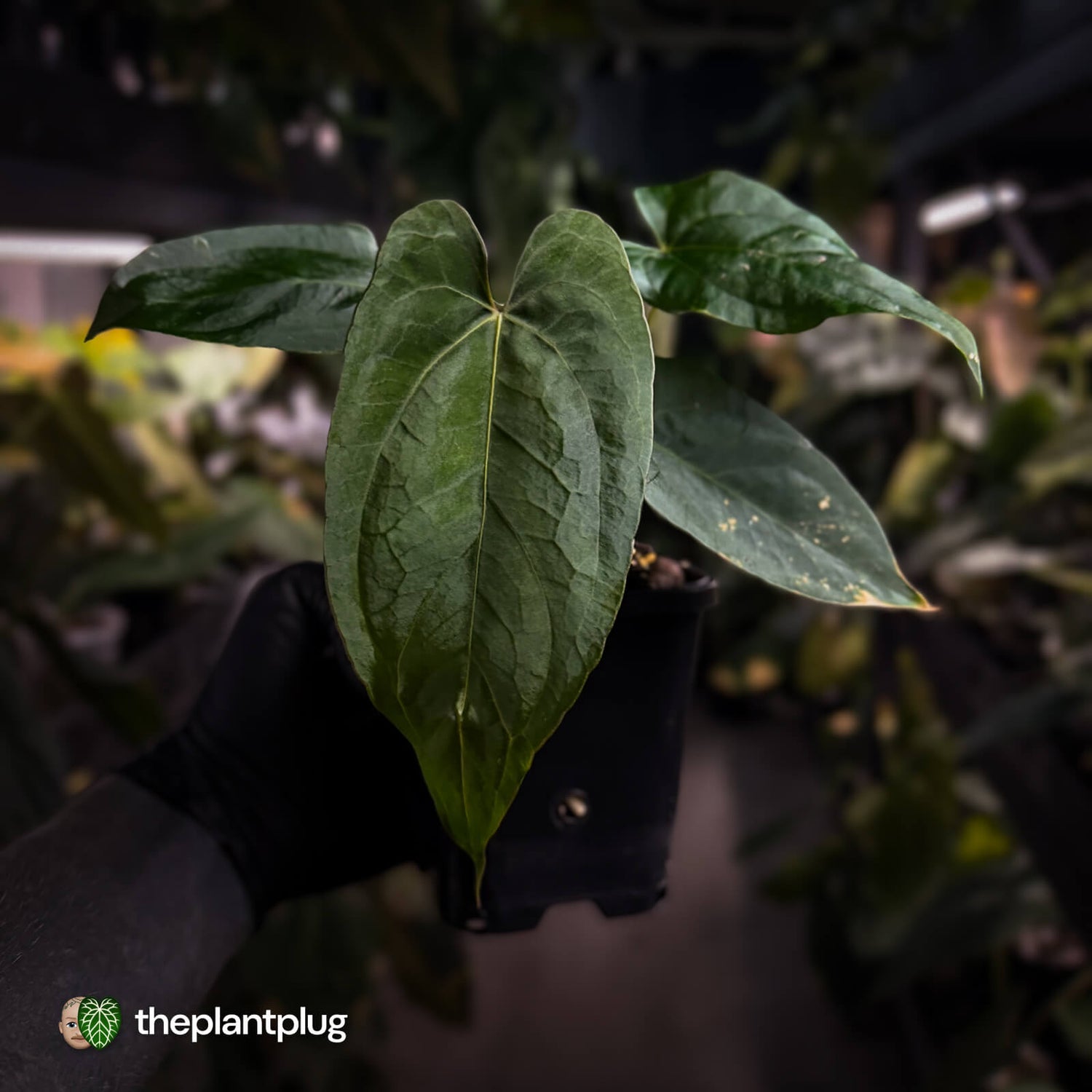 Anthurium 'NSE dressleri' x (papillilaminum 'RL' s1)