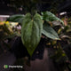 Anthurium 'NSE dressleri' x (papillilaminum 'RL' s1)