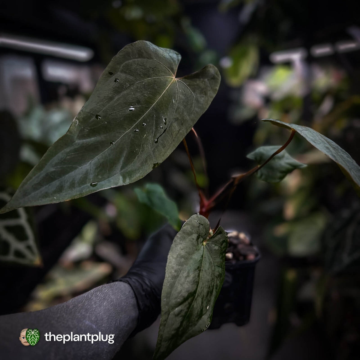 Anthurium #MidnightPhoenix • select
