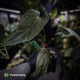 Anthurium #MidnightPhoenix • select