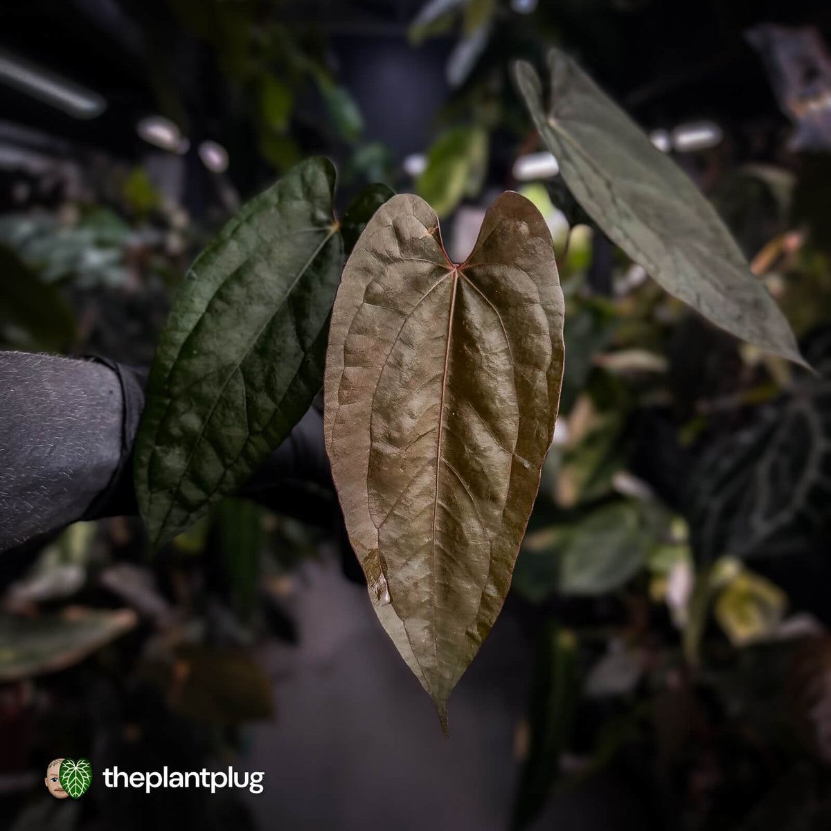 Anthurium 'Michelin Man' x (pap x luxurians)