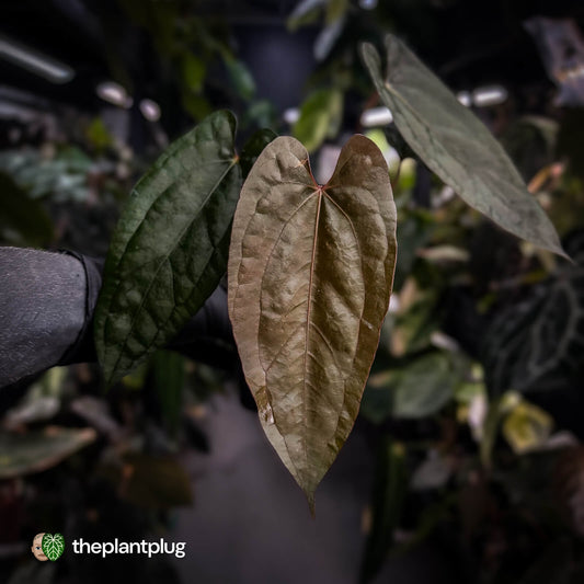 Anthurium 'Michelin Man' x (pap x luxurians)
