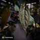 Anthurium 'Michelin Man' x (pap x luxurians)