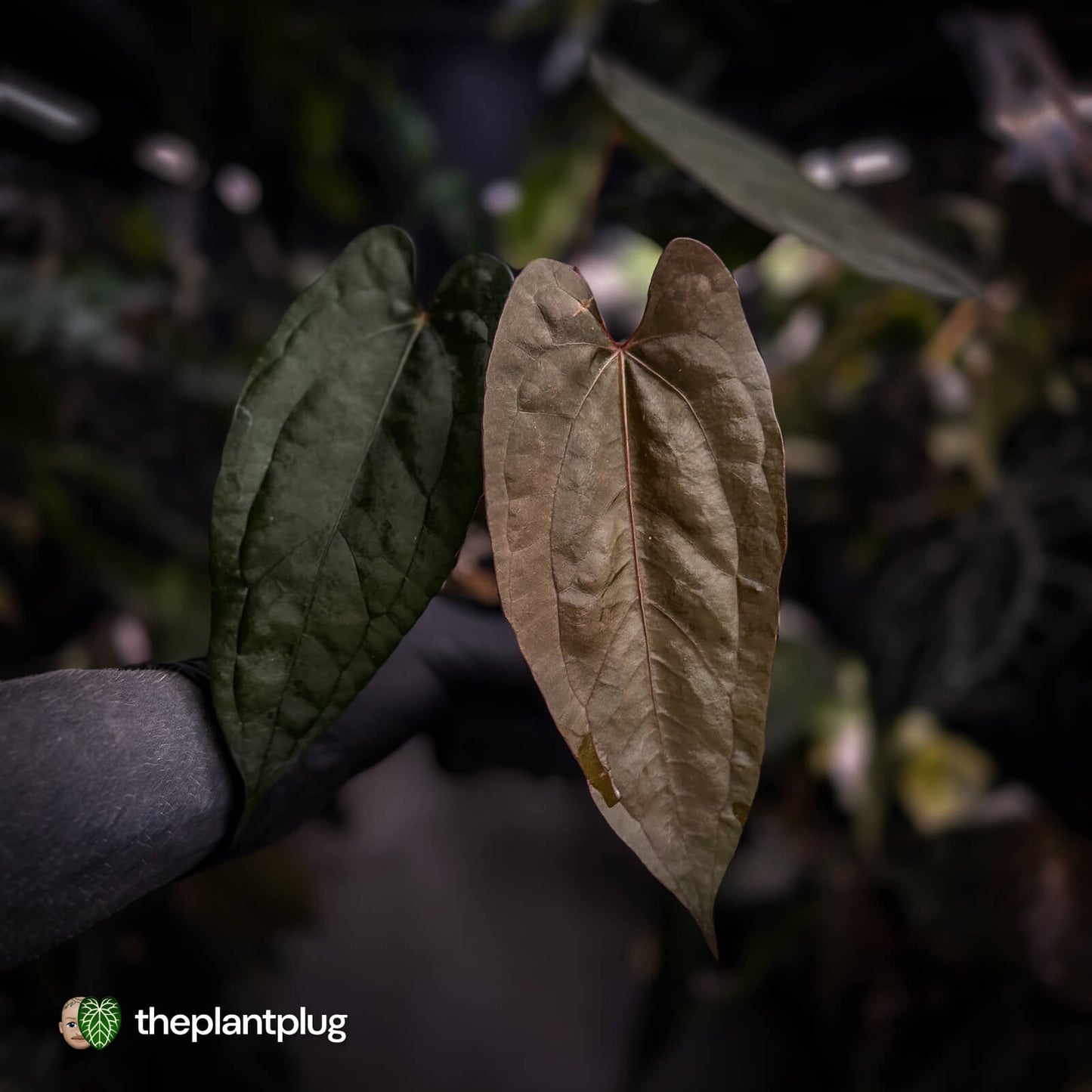 Anthurium 'Michelin Man' x (pap x luxurians)