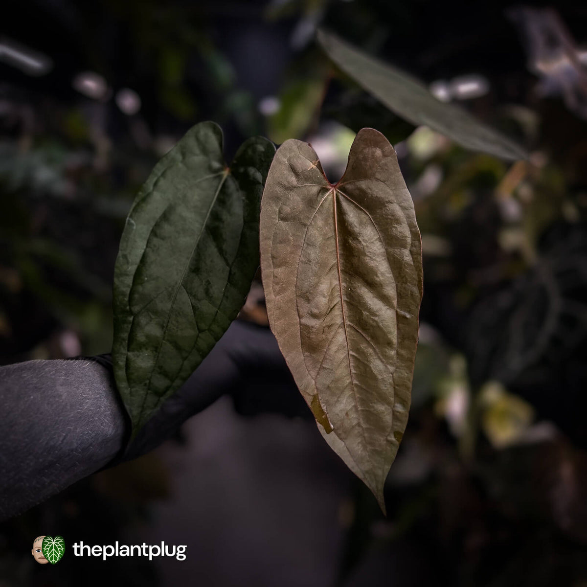 Anthurium 'Michelin Man' x (pap x luxurians)
