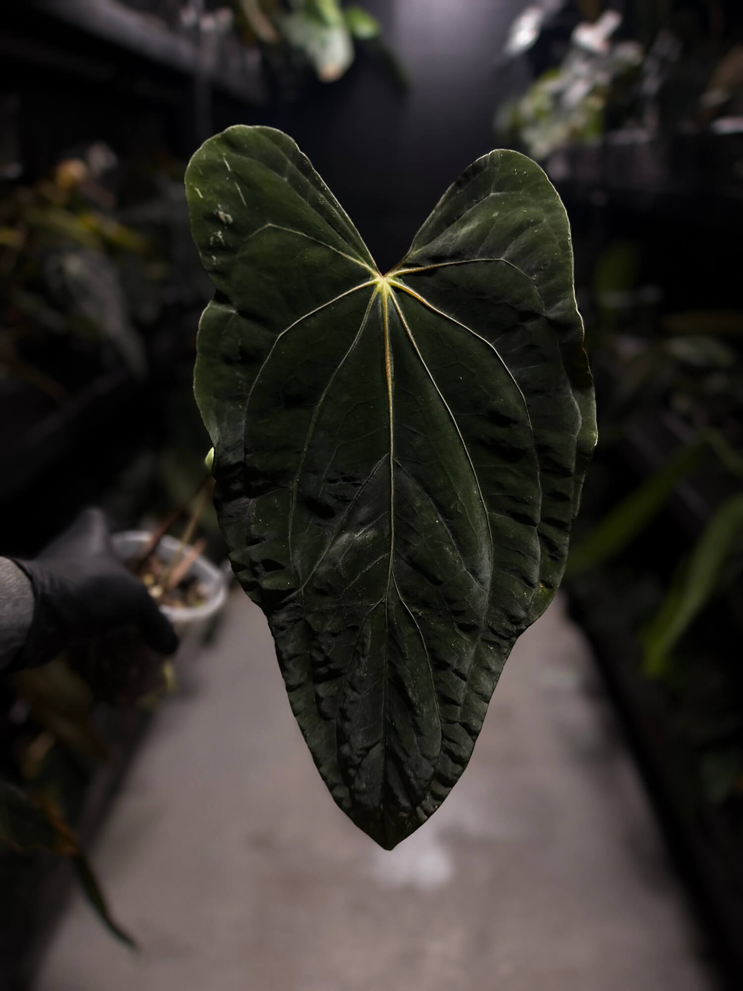 Anthurium #PLUG005 • holdback