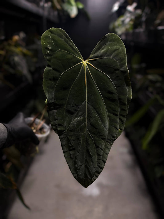 Anthurium #PLUG005 • holdback