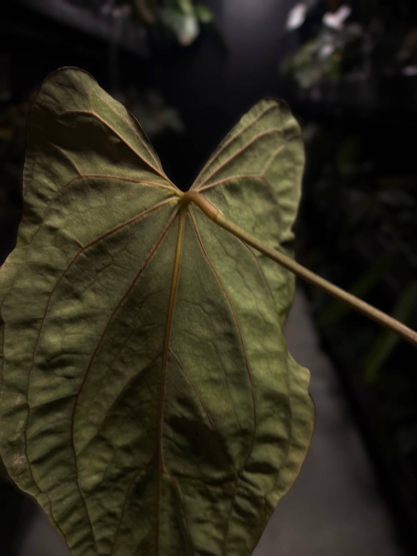 Anthurium #PLUG005 • holdback