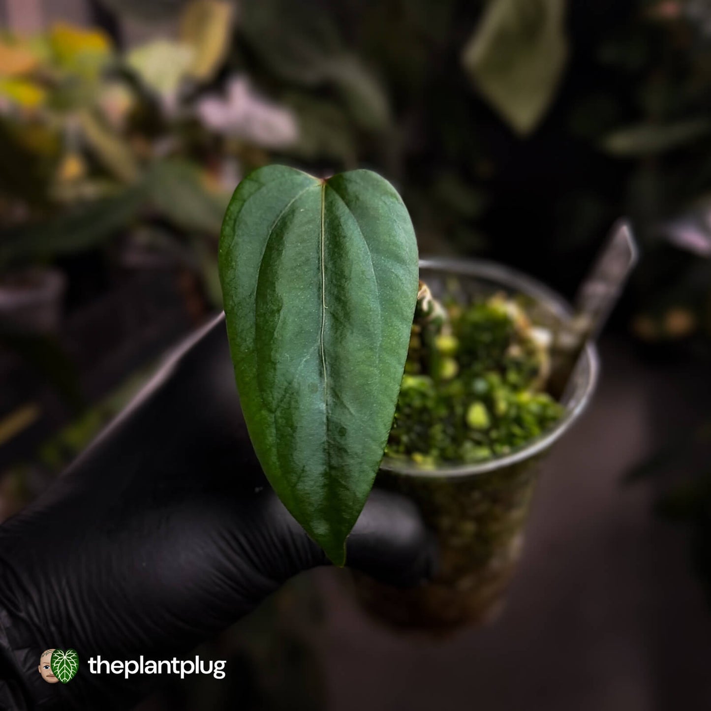 Anthurium 'Indo Portillae' x (pap 'FS' x 'RVDP') • flat sinus