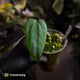 Anthurium 'Indo Portillae' x (pap 'FS' x 'RVDP') • flat sinus