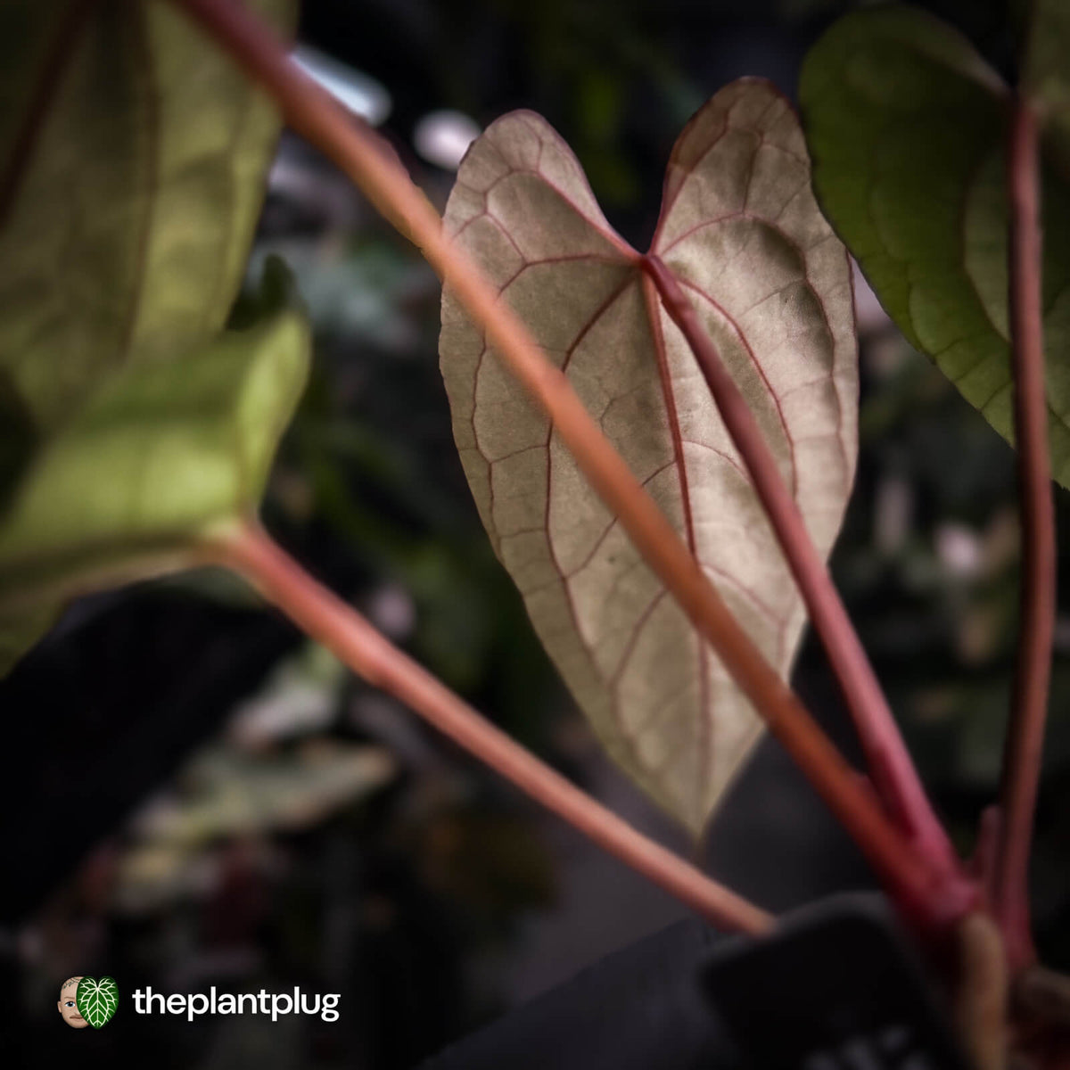 Anthurium 'Michelin Man' x (pap x luxurians)