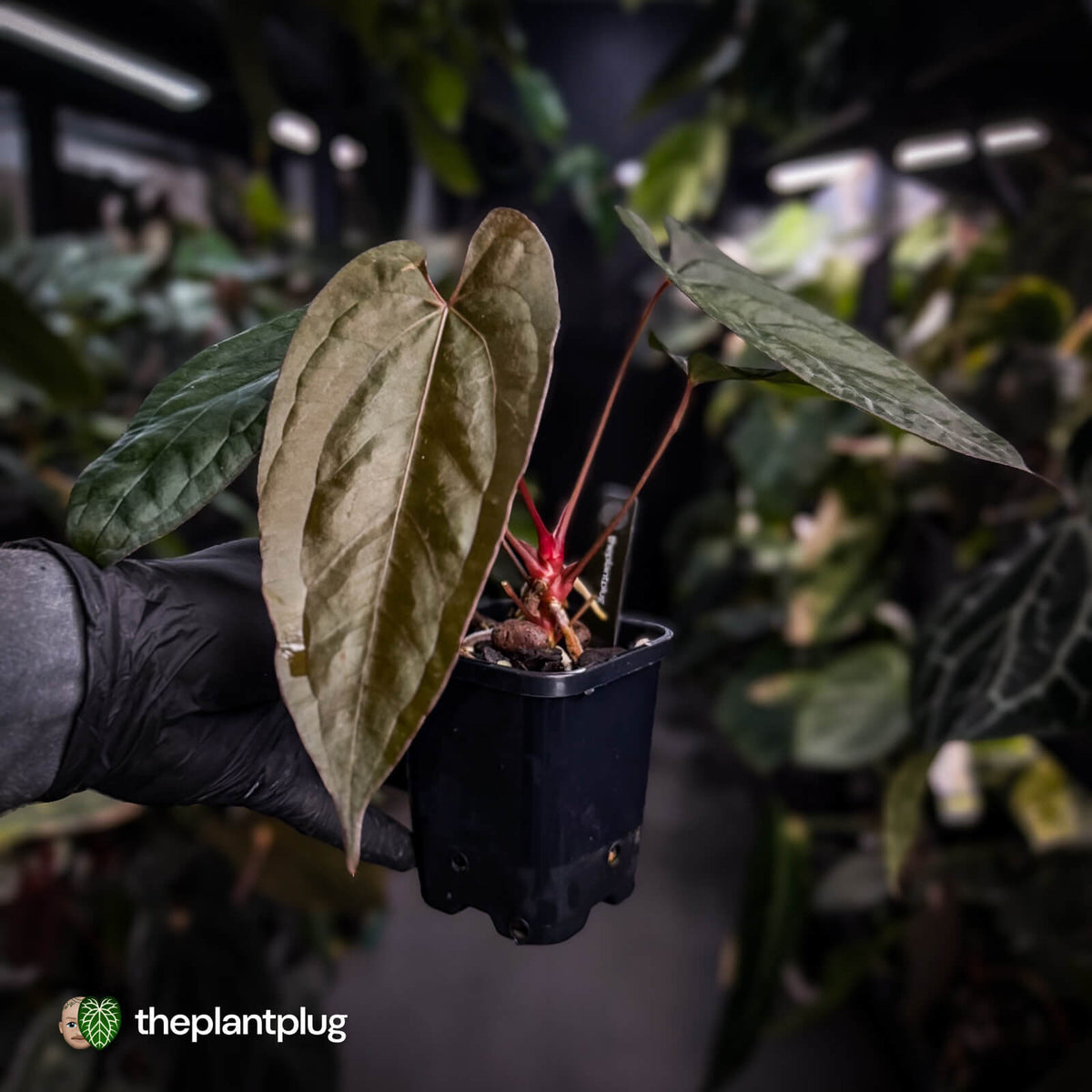 Anthurium 'Michelin Man' x (pap x luxurians)