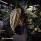 Anthurium 'Michelin Man' x (pap x luxurians)