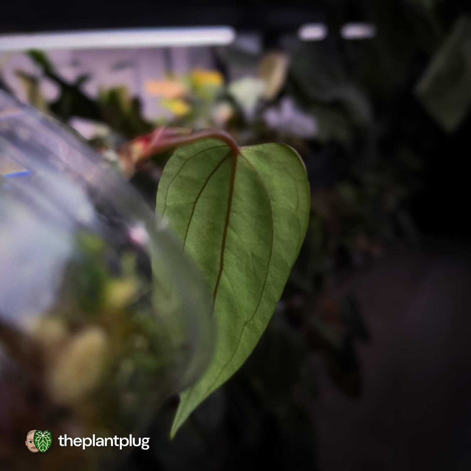 Anthurium 'Indo Portillae' x (pap 'FS' x 'RVDP') • flat sinus