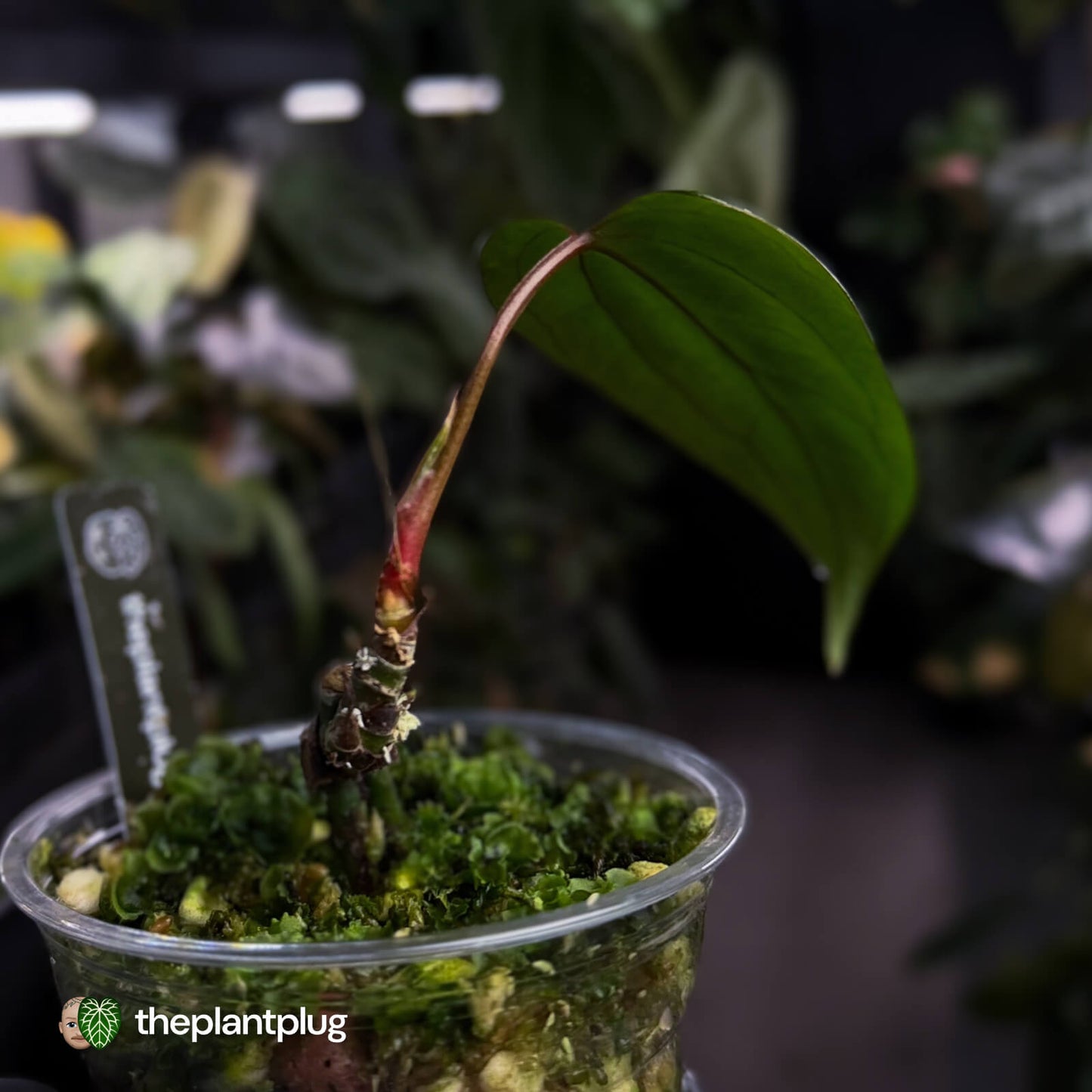 Anthurium 'Indo Portillae' x (pap 'FS' x 'RVDP') • flat sinus