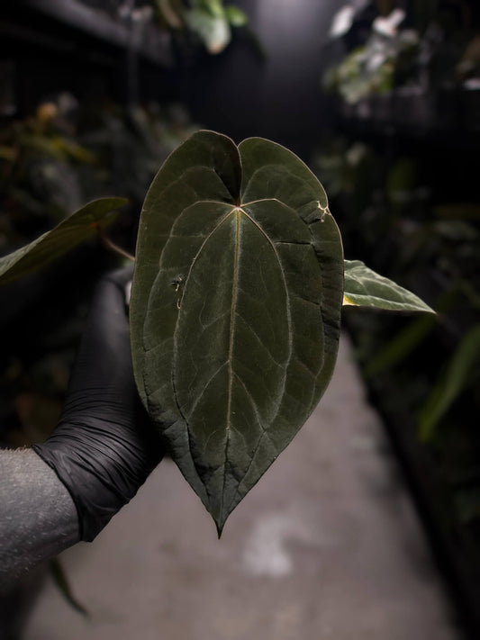 Anthurium antolakii / 'BVEP' x 'RVDP' • select