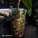 Anthurium 'Indo Portillae' x (pap 'FS' x 'RVDP') • flat sinus