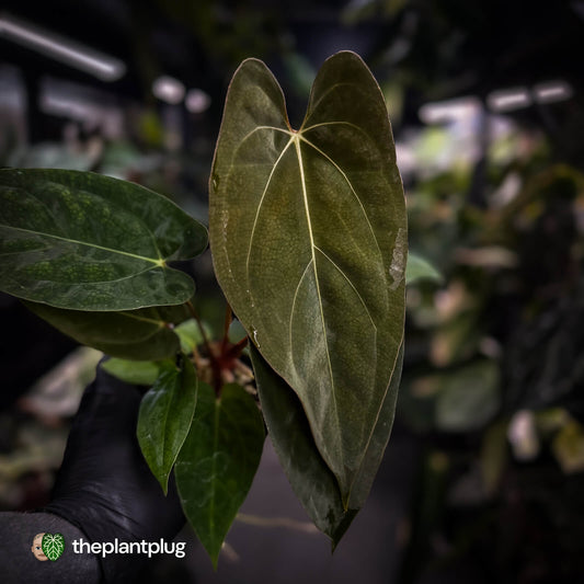 Anthurium carlablackiae ('RA5' x 'RA10') x papillilaminum 'RL'