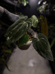 Anthurium antolakii / 'BVEP' x 'RVDP' • select