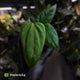 Anthurium 'Indo Portillae' x (pap 'FS' x 'RVDP') • flat sinus