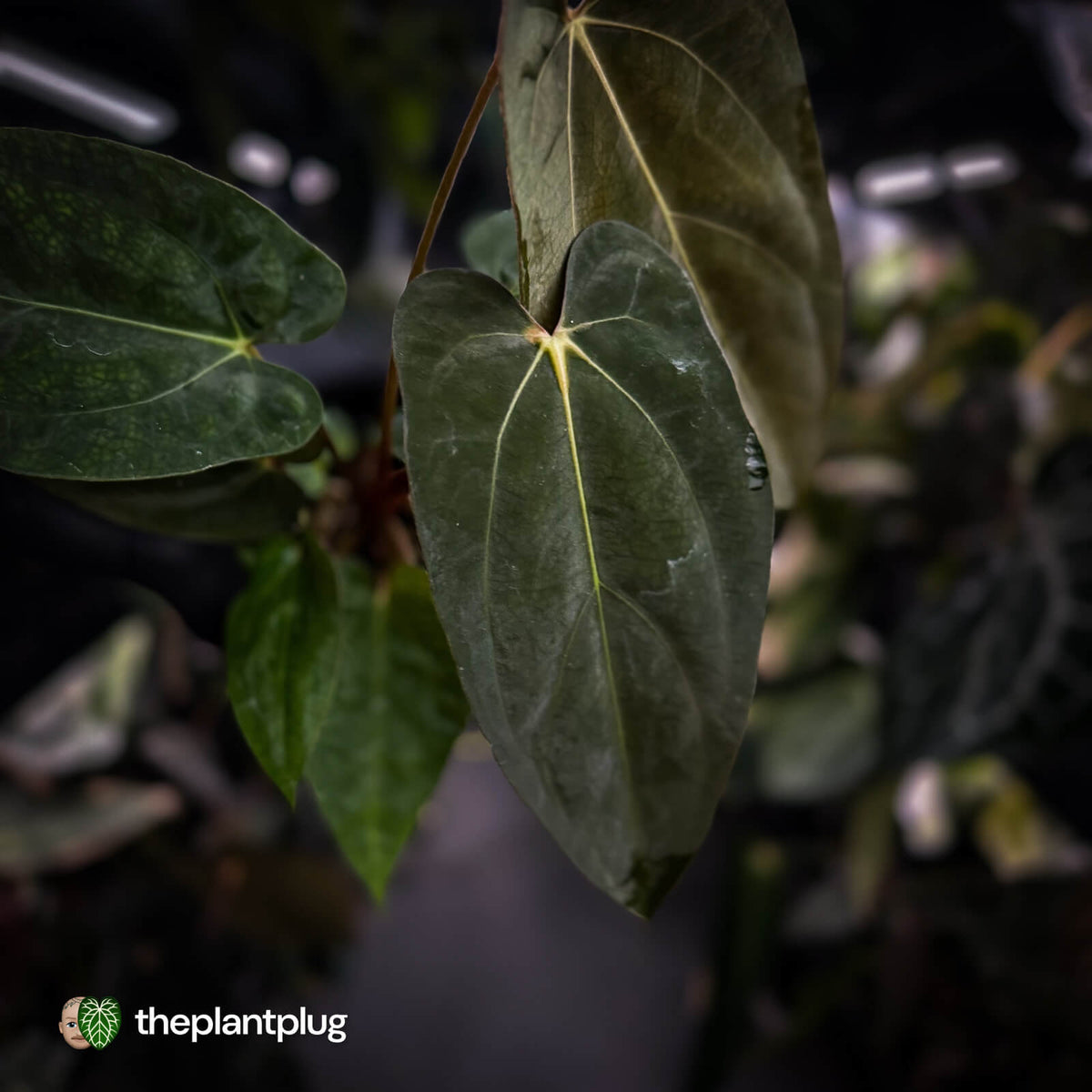 Anthurium carlablackiae ('RA5' x 'RA10') x papillilaminum 'RL'