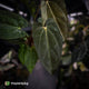 Anthurium carlablackiae ('RA5' x 'RA10') x papillilaminum 'RL'