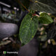 Anthurium carlablackiae ('RA5' x 'RA10') x papillilaminum 'RL'