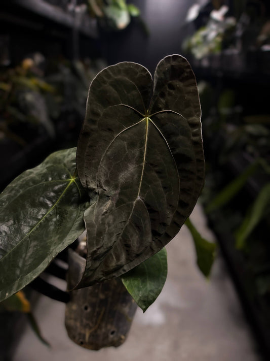 Anthurium 'dressleri MP' x self?