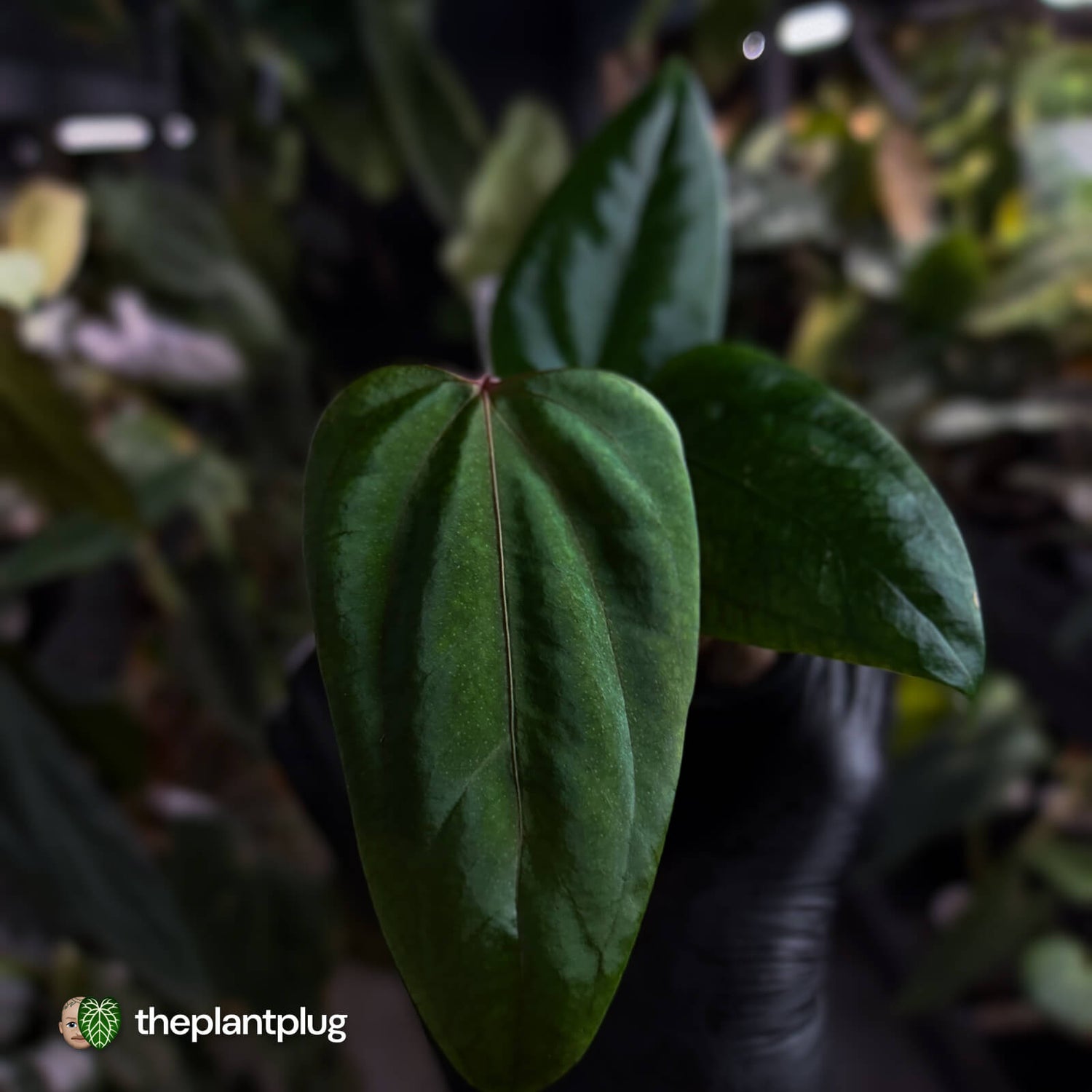 Anthurium 'Indo Portillae' x (pap 'FS' x 'RVDP') • flat sinus
