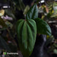Anthurium 'Indo Portillae' x (pap 'FS' x 'RVDP') • flat sinus