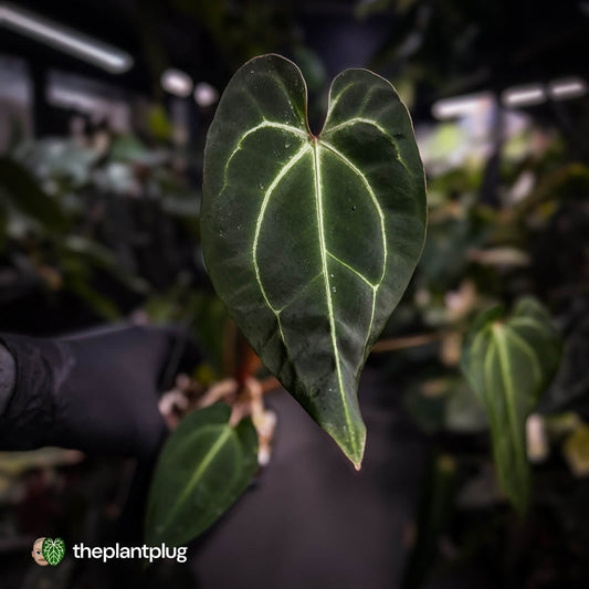 Anthurium 'Dark Mama' x besseae aff 'Red'