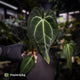 Anthurium 'Dark Mama' x besseae aff 'Red'