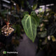 Anthurium 'Dark Mama' x besseae aff 'Red'