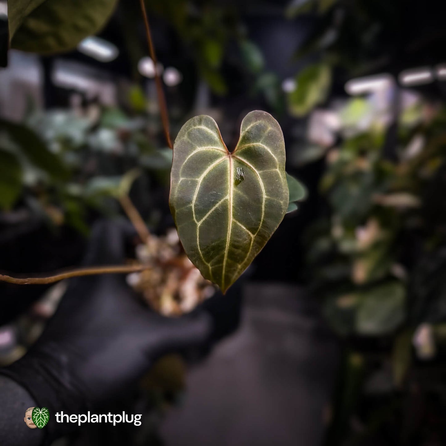 Anthurium 'Dark Mama' x besseae aff 'Red'