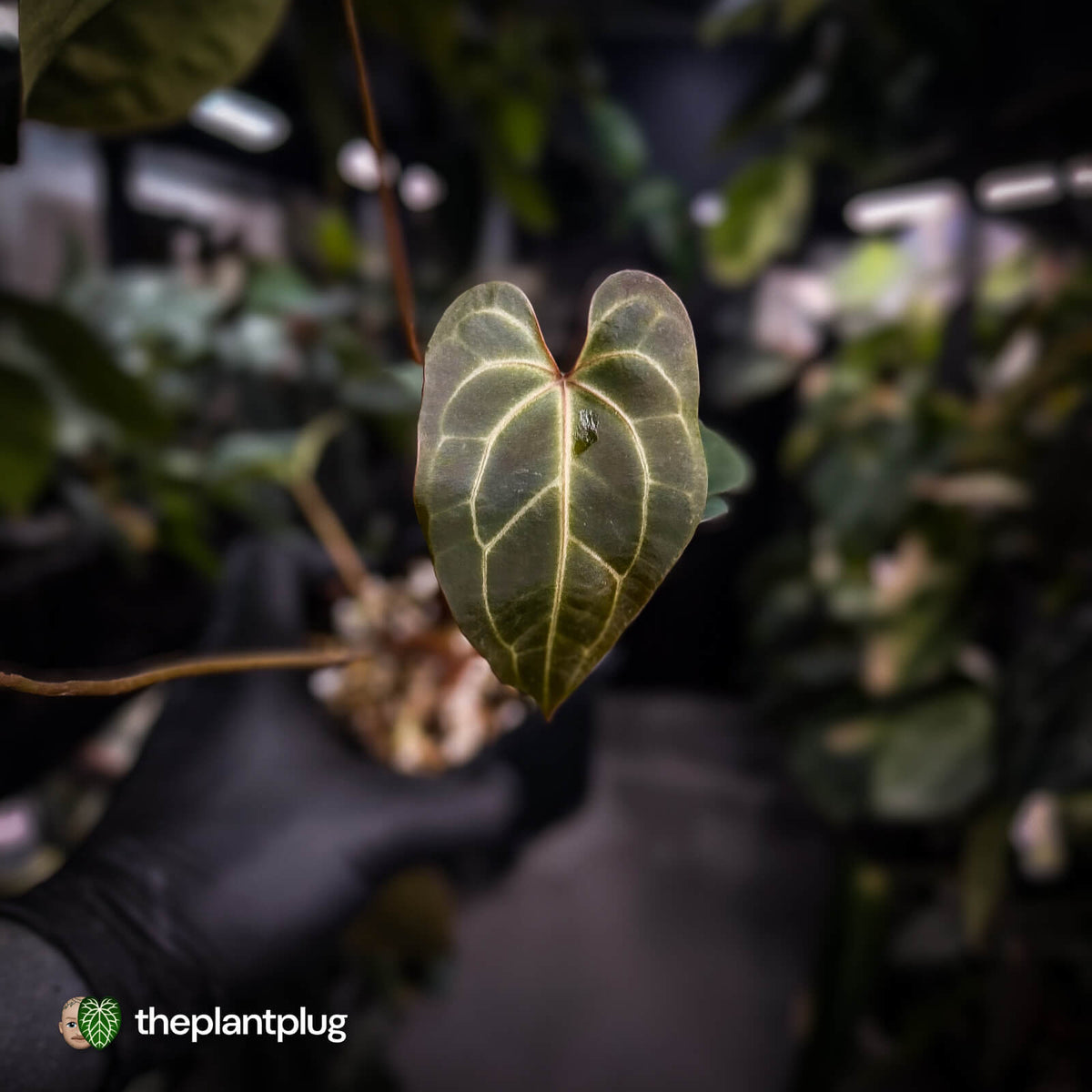 Anthurium 'Dark Mama' x besseae aff 'Red'