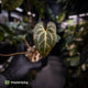 Anthurium 'Dark Mama' x besseae aff 'Red'