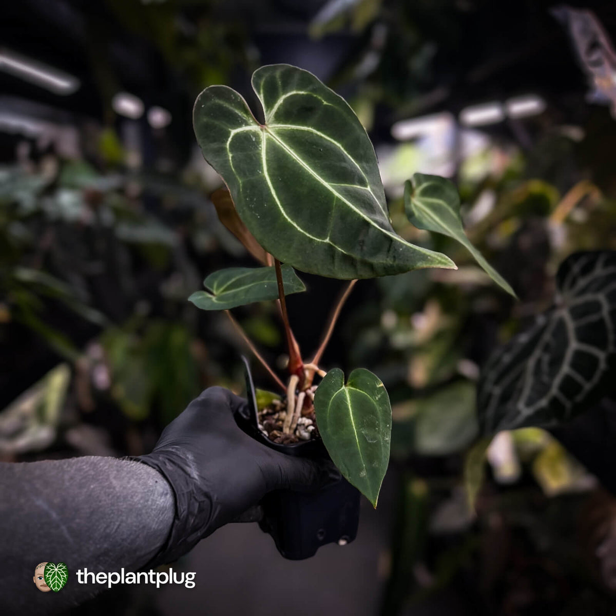 Anthurium 'Dark Mama' x besseae aff 'Red'