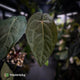 Anthurium 'Ruby Zoisite' x 'Jayda'