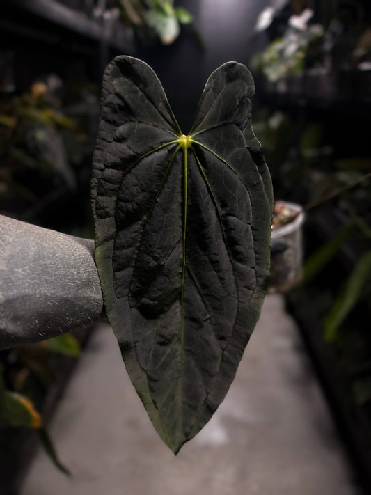 Anthurium #FreakyPapi ('Midnight Velvet' x sang) x papillilaminum • holdback