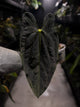 Anthurium #FreakyPapi ('Midnight Velvet' x sang) x papillilaminum • holdback