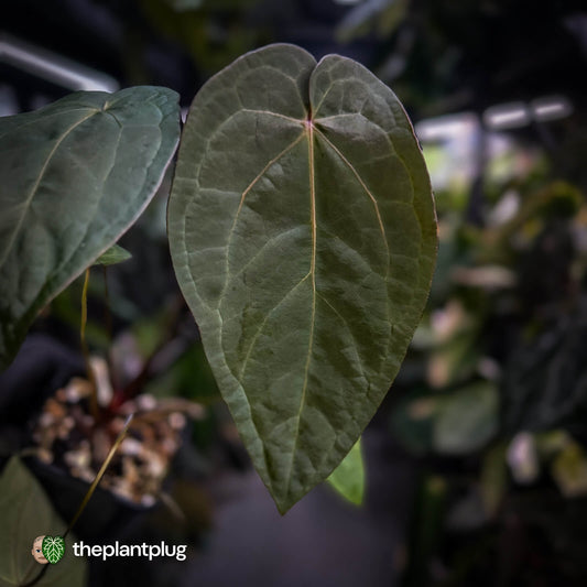 Anthurium 'Ruby Zoisite' x 'Jayda'