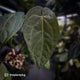 Anthurium 'Ruby Zoisite' x 'Jayda'