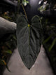 Anthurium #FreakyPapi ('Midnight Velvet' x sang) x papillilaminum • holdback