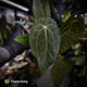 Anthurium 'Ruby Zoisite' x 'Jayda'