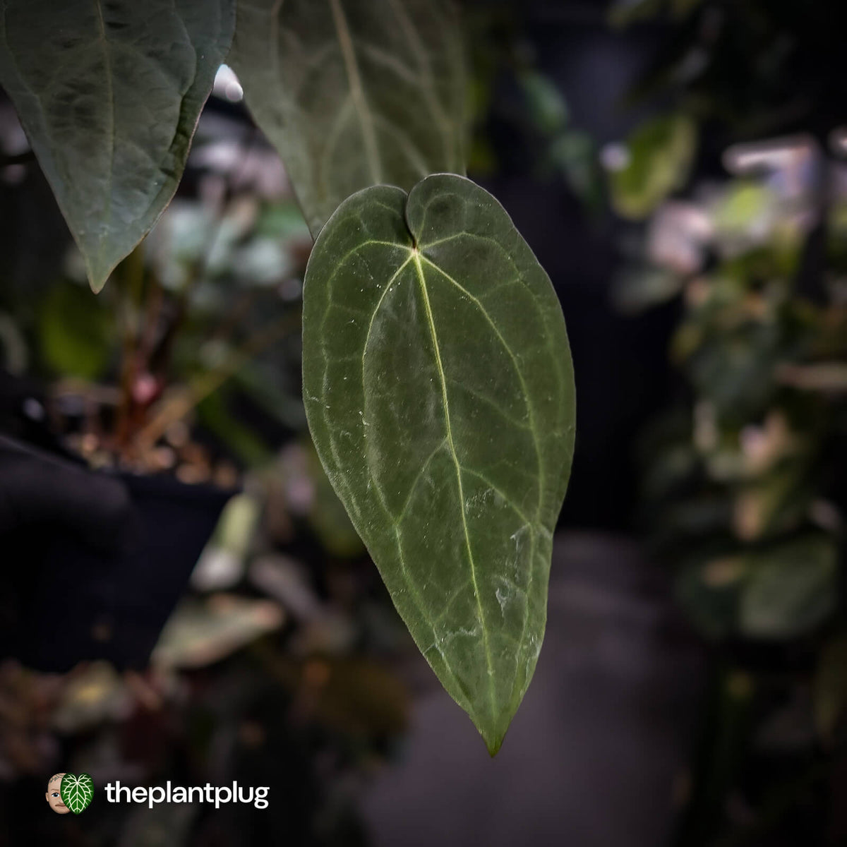 Anthurium 'Ruby Zoisite' x 'Jayda'