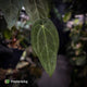 Anthurium 'Ruby Zoisite' x 'Jayda'