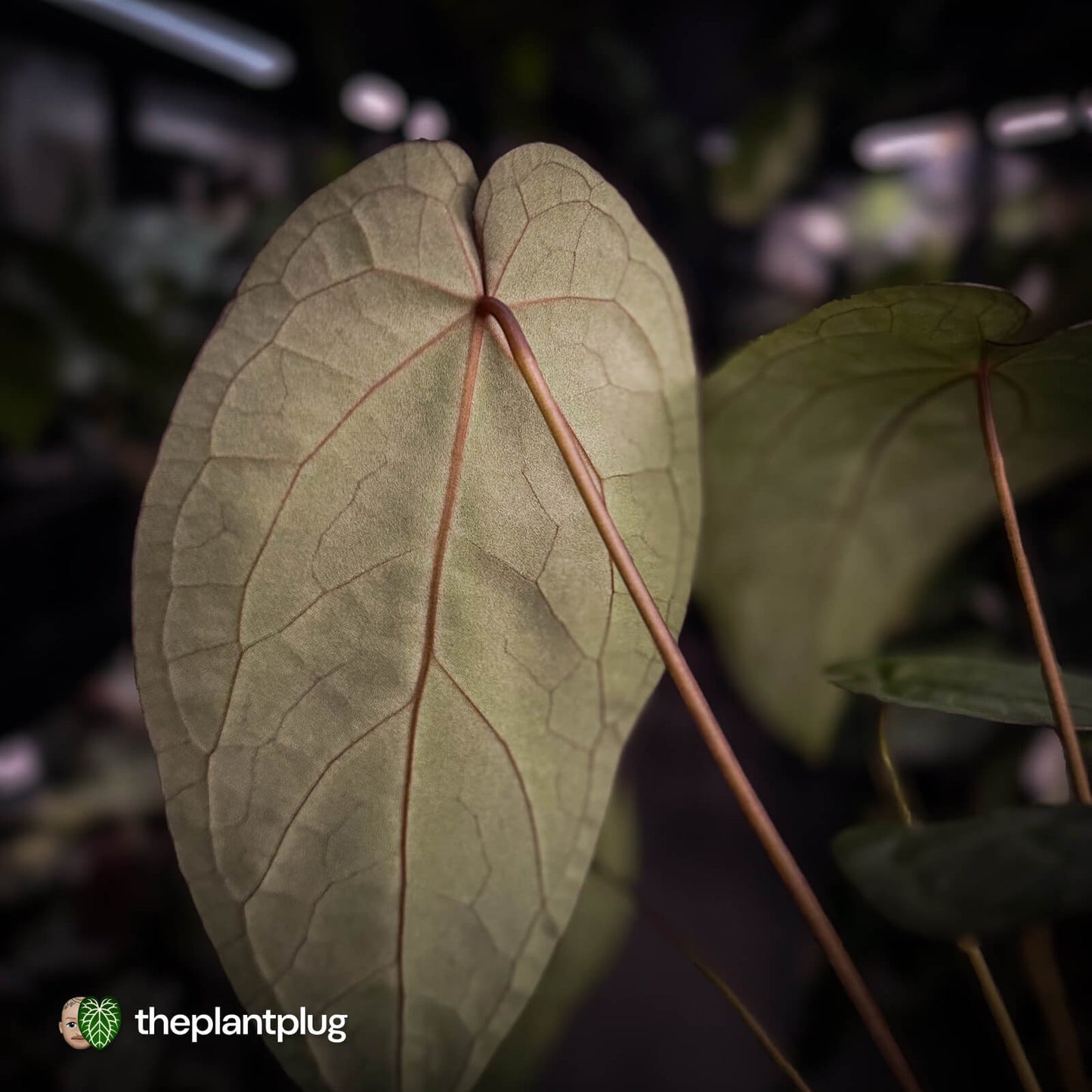 Anthurium 'Ruby Zoisite' x 'Jayda'