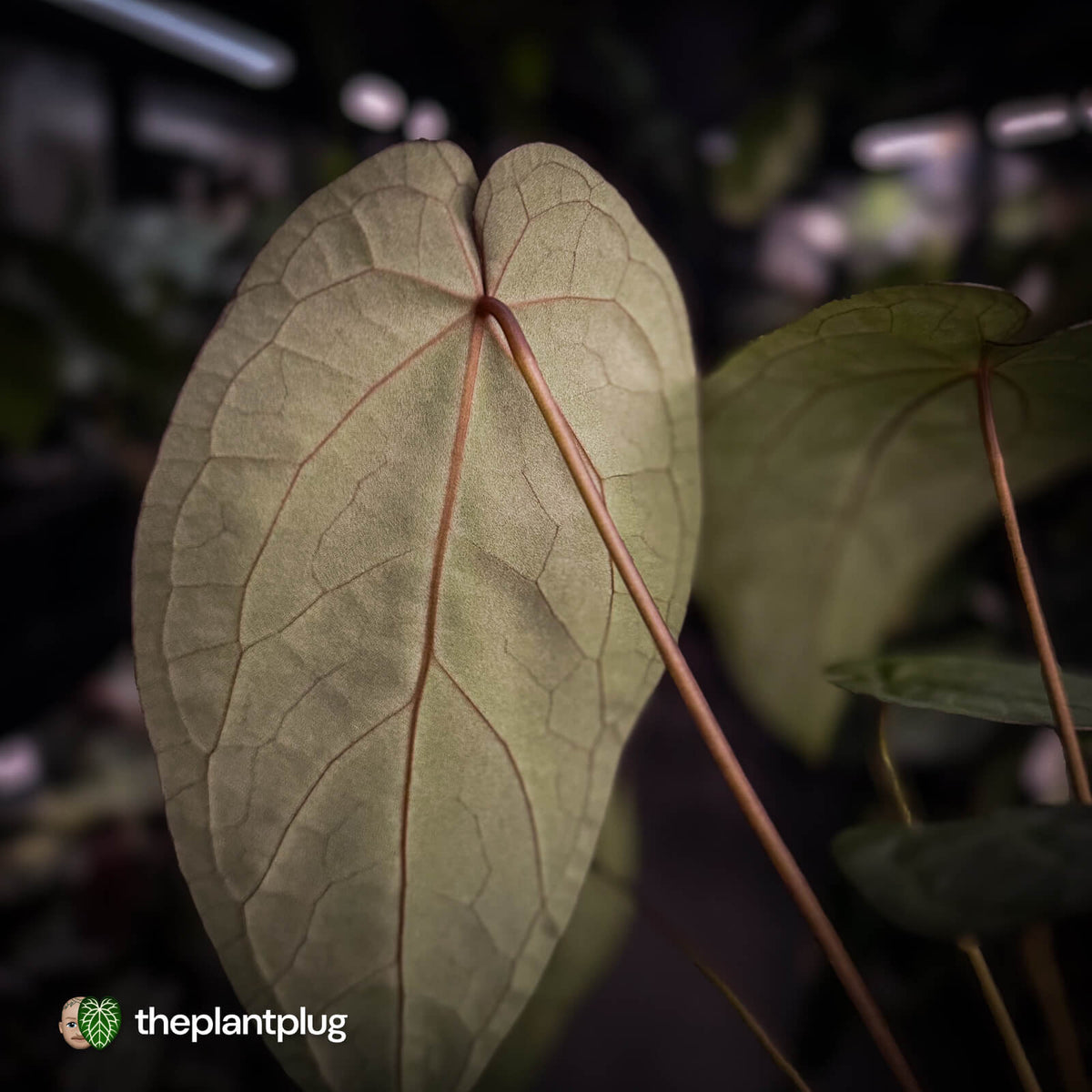 Anthurium 'Ruby Zoisite' x 'Jayda'